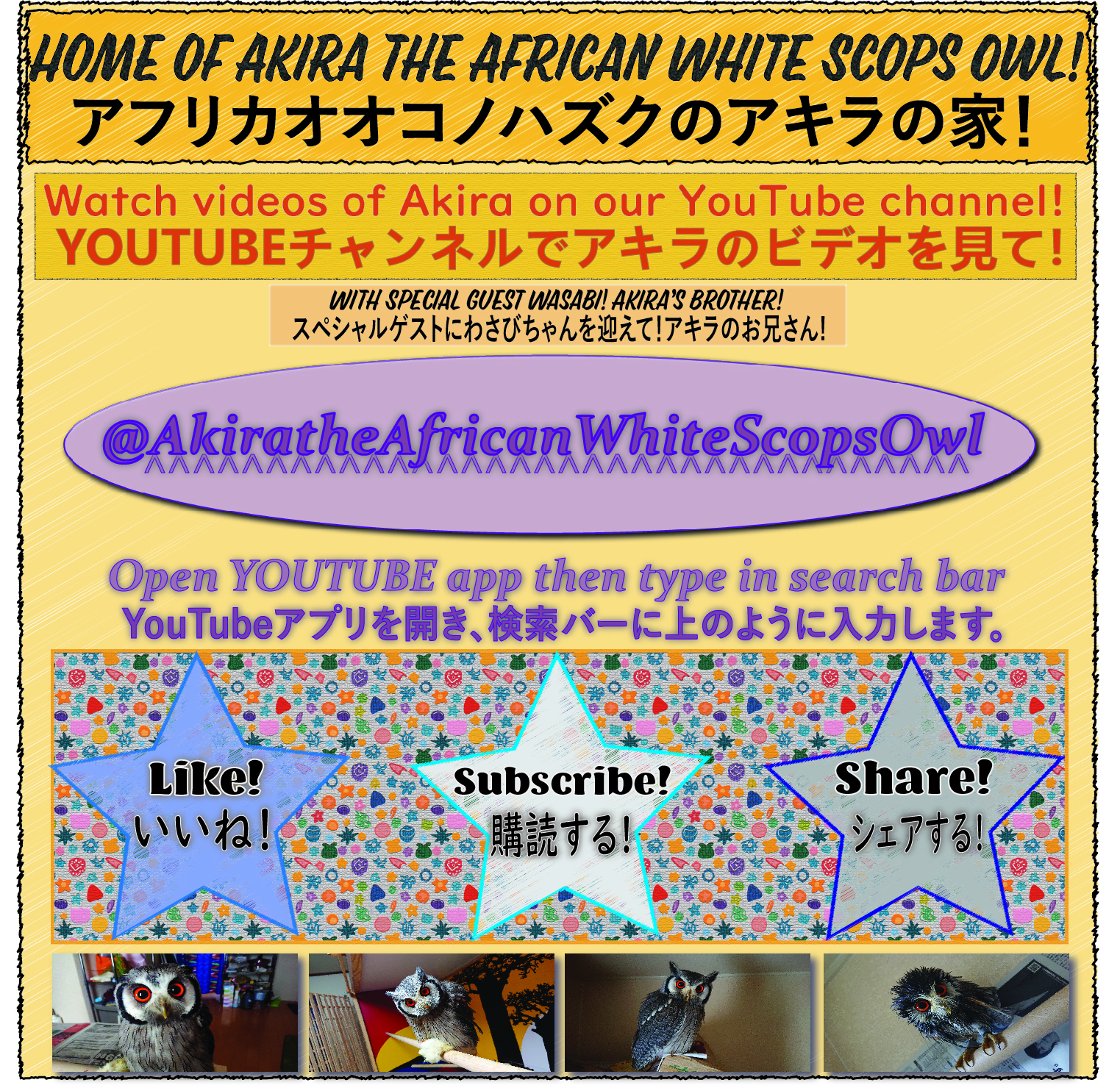 Akira the African White Scops Owl